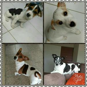 Cachorros Jack Russell