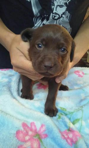 Cachorros Labrador Chocolate