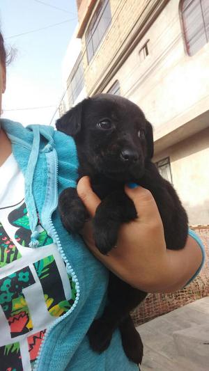 Cachorros Labradores