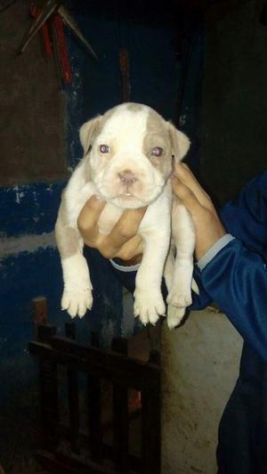 Cachorros Pitbull