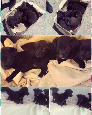 Cachorros en Adopcion