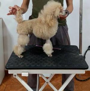 Caniche poodle toy apricot para monta