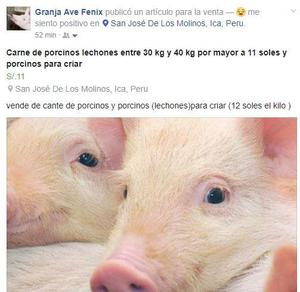 Carne de porcinos lechones entre 30 kg y 40 kg por mayor a