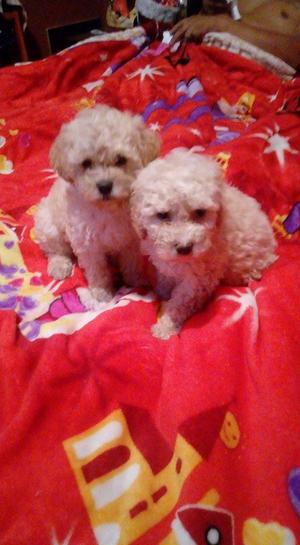 En venta cachorros Bichon frise