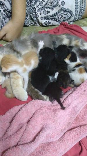 Gatitos Bebes Adopcion