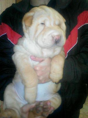 Hermoso Sharpei Hembrita