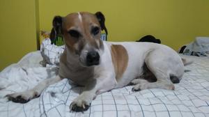 Jack Russell terrier...BUSCA NOVIA!!