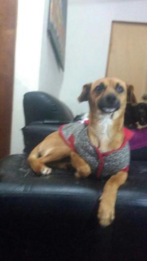 Linda Perrita en Adopcion