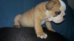 Lindos Bulldog Ingles Ala Venta