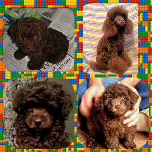 Poodle Toy Llamar a 