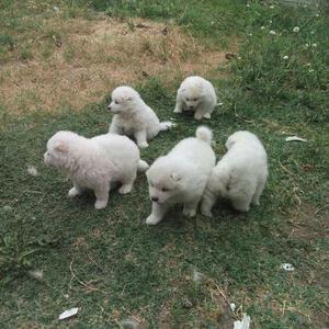 Samoyedo Polar Blancos Puro