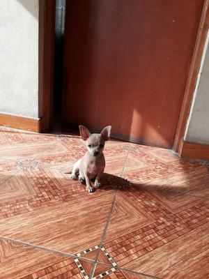 Se Vende Chihuahua Toy Macho