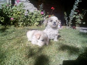 Se venden Hermosos Cachorros Poodle Hembra y Macho Blanco