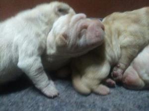 Sharpei en Venta