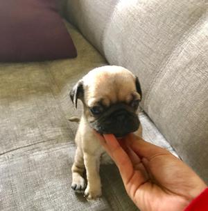 Ultima Baby Pug Hembra