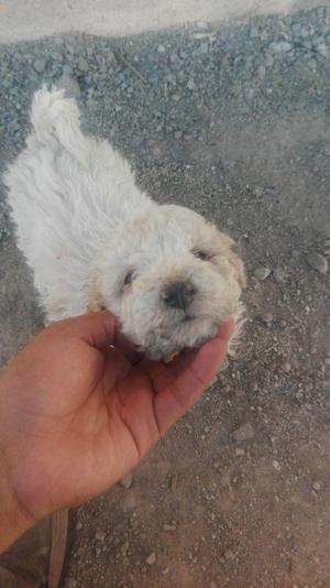 VENDO HERMOSOS CACHORRITOS