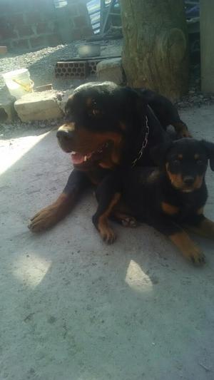 Vendo Cachorra Rottweiler