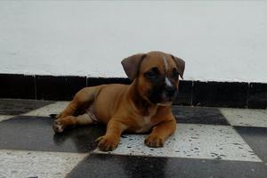 Vendo Cachorro Fusion