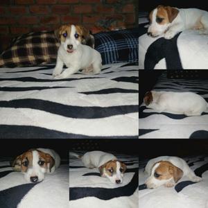 Vendo Cachorros Jack Russel de 2 Meses