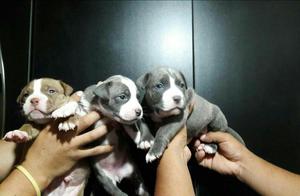 Vendo Cachorros Pitbull