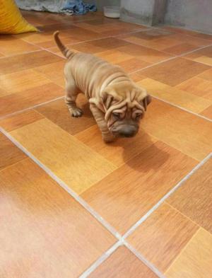 Vendo Cachorros Sharpei