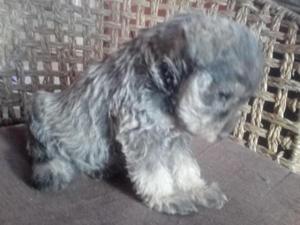 Vendo Schnauzer Macho y Hembra De Un Mes y Medio