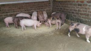 Venta de Carne de Cerdos de 60 Kilos