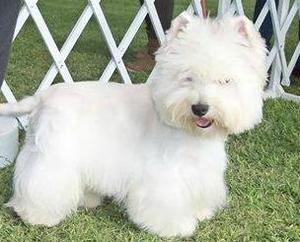 West Highland White Terrier Full Pedigree  //