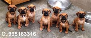 bellos a la venta fila brasilero lindos cachorros vacunados