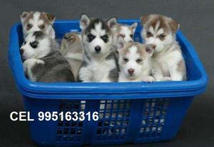 bellos vacunados a la venta alaska malamute lindos cachorros