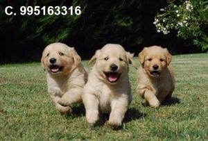 bellos vacunados lindos cachorros en venta golden retriever