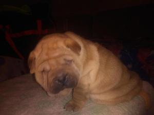 cachorros sharpei en venta