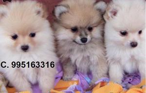 vendemos bellos hermosos pomerania lindos cachorros a1
