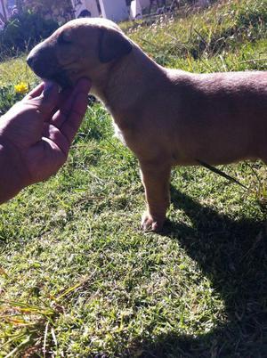 Bull Terrier