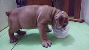 BullDog Sharpei