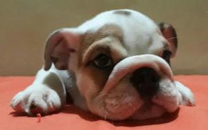 Bulldog Ingles Arrugaditos