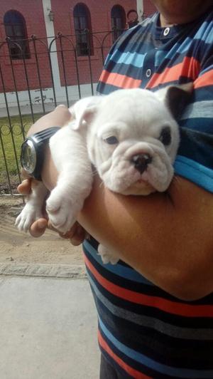 Bulldog Preciosa