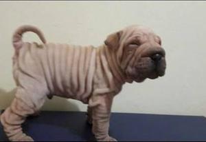 CACHORROS SHAR PEI BIEN ARRUGADITOS