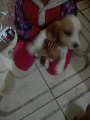 Cachorritos Coker Spaniel