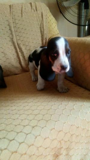 Cachorro Basset Hound O Hush Puppies