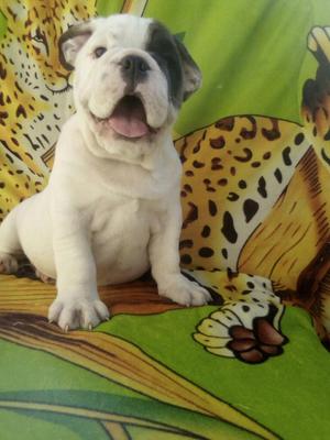 Cachorros Bulldog Ingles 