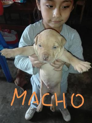 Cachorros Fusión