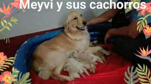 Cachorros Golden Retriever