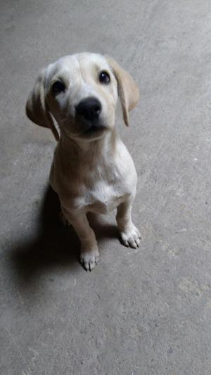 Cachorros Labradores 2 Meses