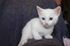 GATITO ANGORA BLANCO MACHO HENBRA BELLOS OJOS AZULES