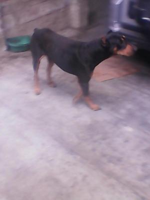 Monta Dobermam