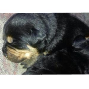 Preventa de Cachorros Rottweiler