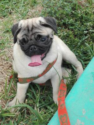 Pug Carlino