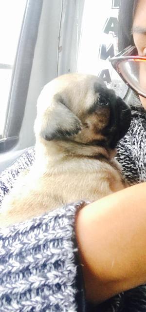 Pug Hembra Ultima