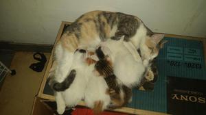 Regalo Gatitos Gatos en Adopción